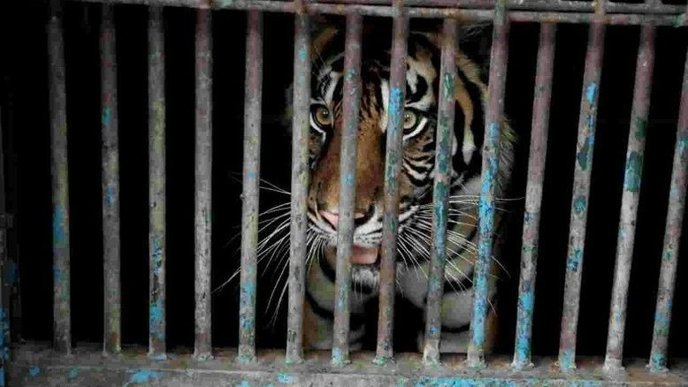Dois tigres de Sumatra infectados com covid-19 em um zoológico da Indonésia