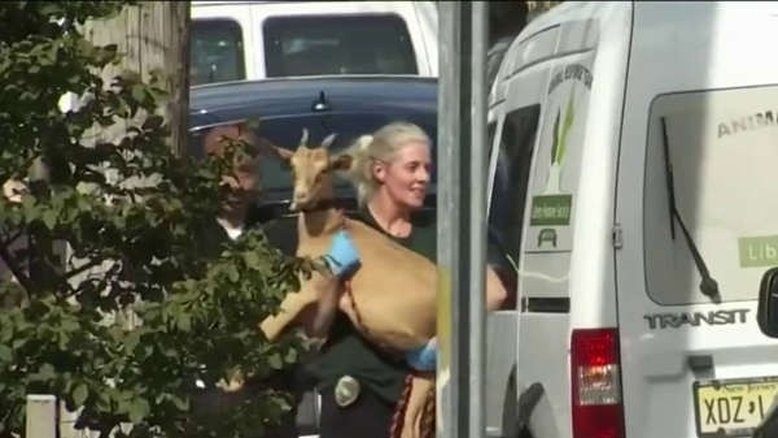 EUA: Investigadores encontram 22 animais em apartamento e suspeitam de sacrifícios
