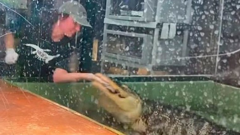 Vídeo: Tratadora de crocodilos é atacada nos EUA, mas é salva por três visitantes