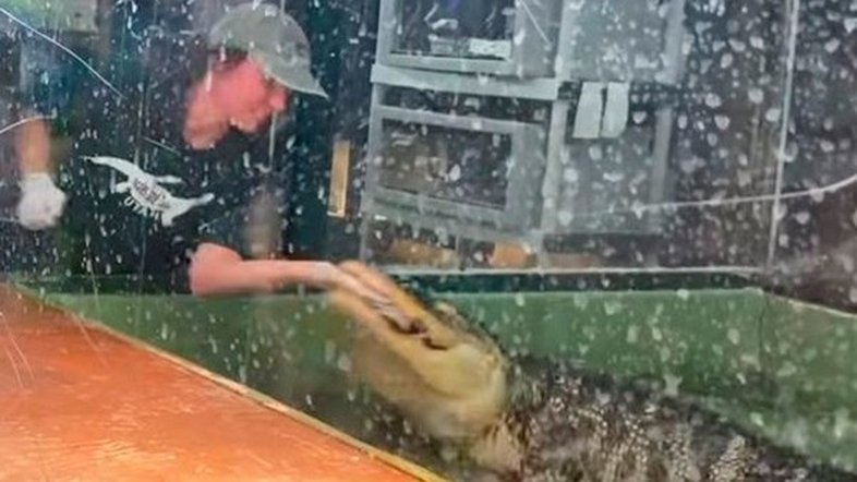 Vídeo: Tratadora de crocodilos é atacada nos EUA, mas é salva por três visitantes