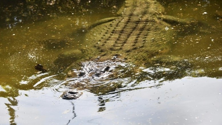 Homem resgatado das mandíbulas de crocodilo na Austrália