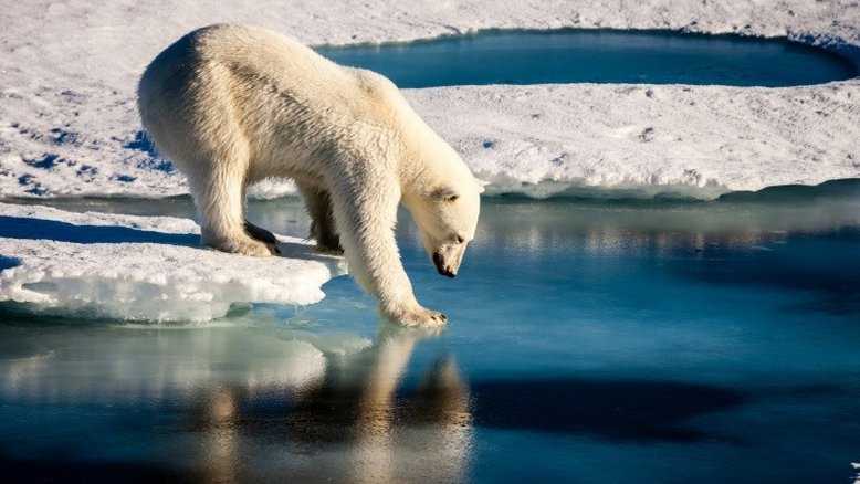 Urso polar 'problemático' da Groenlândia está ameaçado de morte