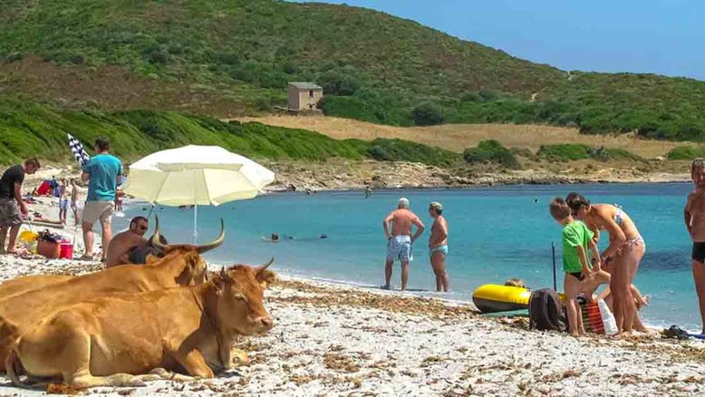 Ilha francesa fecha praias após vacas selvagens atacarem turistas