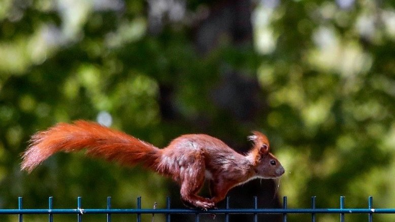 Acrobatas, esquilos se movem fazendo parkour, revela estudo