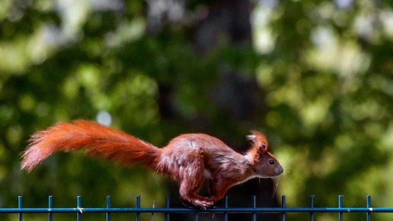Acrobatas, esquilos se movem fazendo parkour, revela estudo