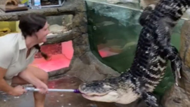 Jacaré surpreende tratadora e sai de tanque para buscar comida