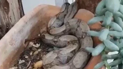 Dona de casa encontra cobra jiboia em vaso de flores, no Mato Grosso do Sul