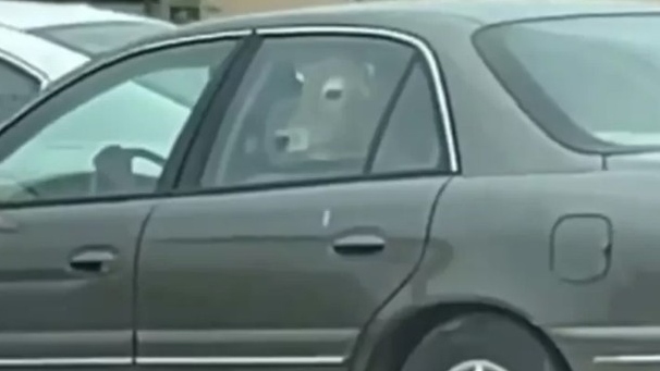 Vídeo: Vaca é flagrada no banco de carro em drive-thru de fast-food