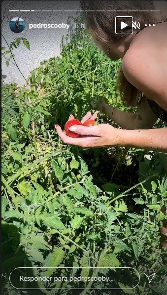 Pedro Scooby mostra Cintia Dicker colhendo legumes em horta: 'Que delícia' 10 Pedro Scooby mostra Cintia Dicker colhendo legumes em horta: 'Que delícia'