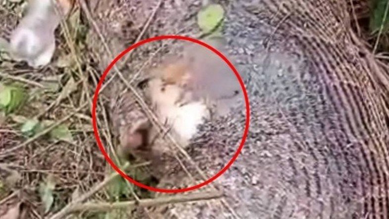 Cobra píton "explode" depois de tentar comer vaca inteira na Tailândia
