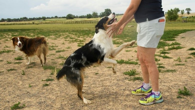 Cães conseguem sentir o cheiro do estresse dos humanos, isso os deixa chateados, diz estudo