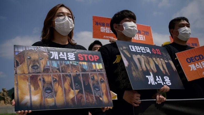 Presidente sul-coreano cogita proibir o consumo de carne de cachorro