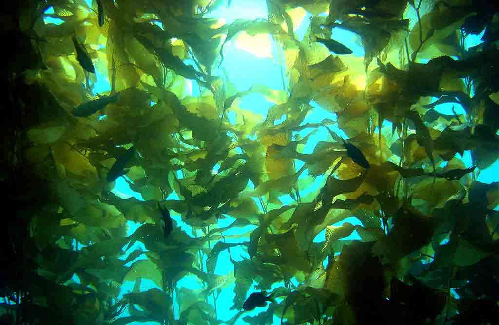 Florestas De Algas Marinhas Podem Ser Solução Para A Crise