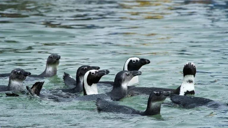 Mais de 60 pinguins picados por abelhas morrem na África do Sul