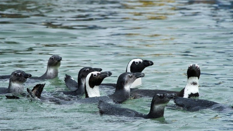 Mais de 60 pinguins picados por abelhas morrem na África do Sul
