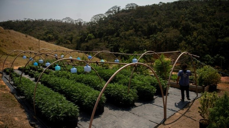 O trabalho de formiga para legalizar o cultivo de cannabis medicinal no Brasil