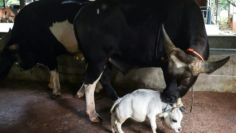 Rani, a menor vaca do mundo, é reconhecida no recorde Guinness em homenagem póstuma