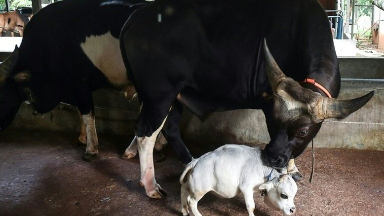 Rani, a menor vaca do mundo, é reconhecida no recorde Guinness em homenagem póstuma