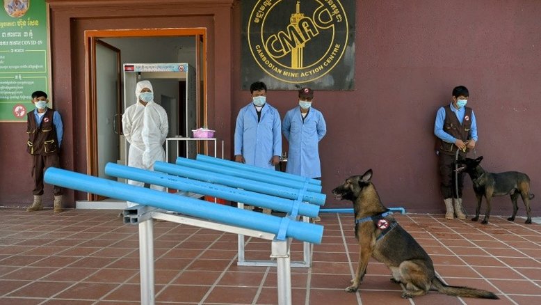 Cães são treinados para detectarem covid-19 no Camboja