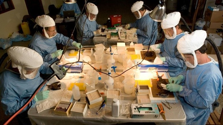 OMS declara finalizado o primeiro e único caso do vírus de Marburgo na Guiné