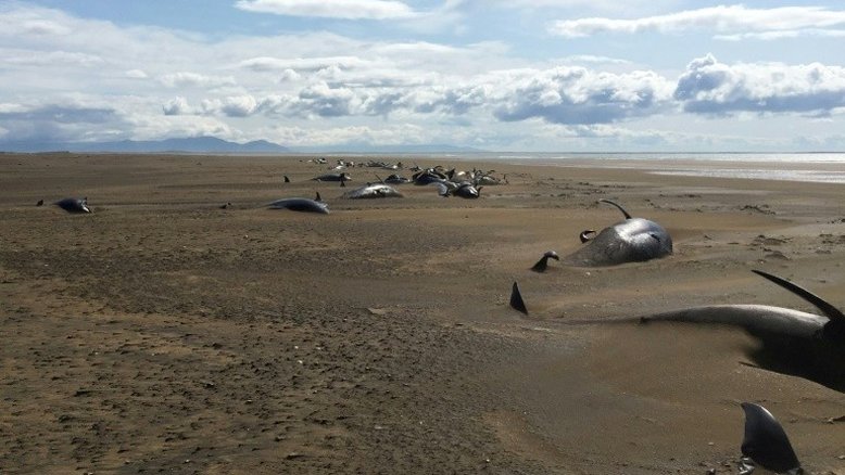Congresso Mundial da Natureza começa com previsões sombrias