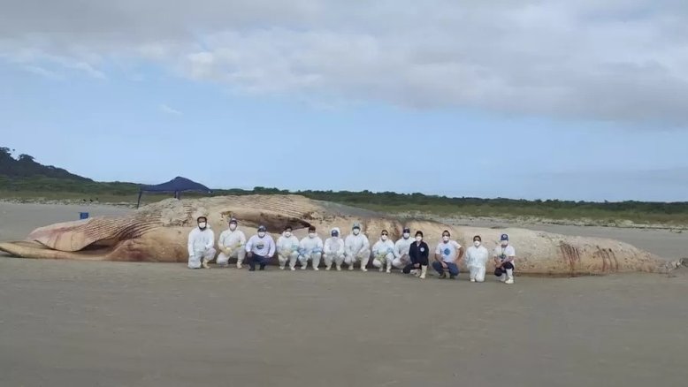 Ameaçada de extinção, baleia de 20 metros é encontrada morta no Paraná