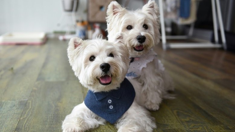 'Dogfluencers': cães de Singapura são tendência no Instagram