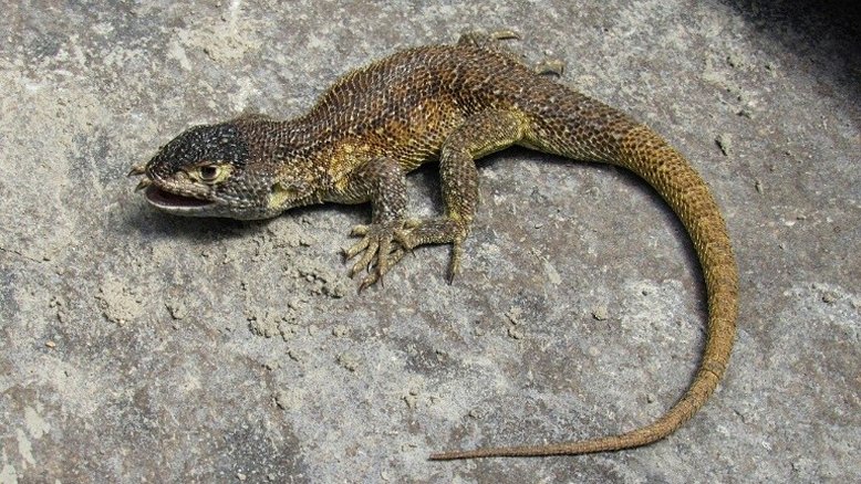 Cientistas descobrem nova espécie de lagarto no sul do Peru