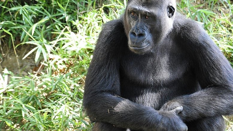 Gorilas de um zoológico dos EUA estão em tratamento para covid-19