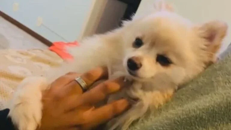DF: Empresária encontra cachorro morto em pet shop e se revolta