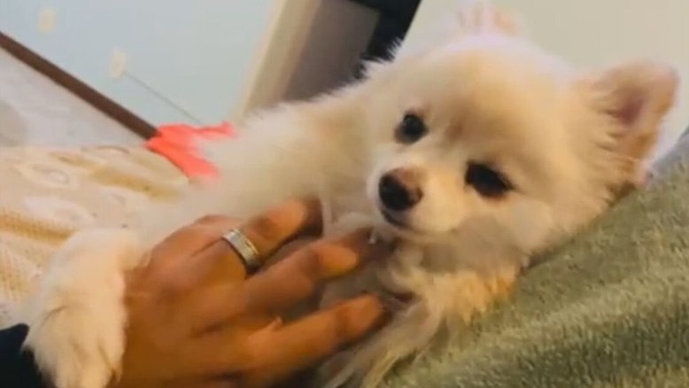 DF: Empresária encontra cachorro morto em pet shop e se revolta