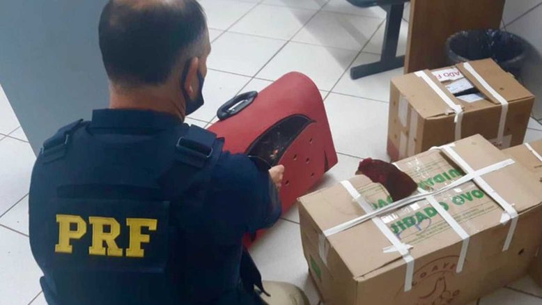 Divulgação/ PRF