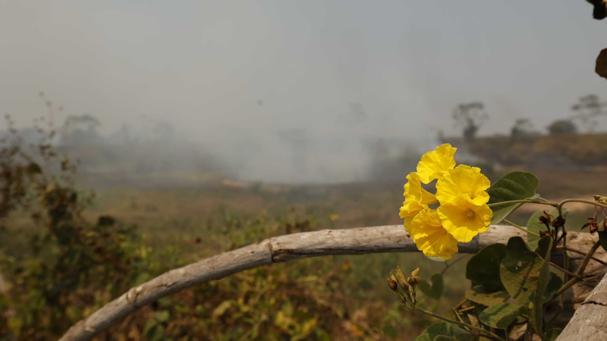 Incêndios no Pantanal: "Esperando ajuda do céu" 20 Incêndios no Pantanal: "Esperando ajuda do céu"