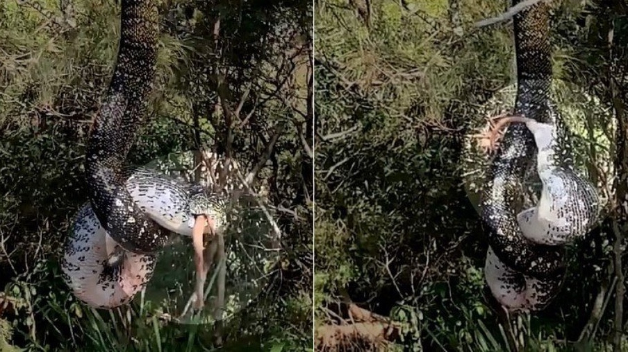 Australiana encontra serpente píton-carpete em árvore com a boca cheia de gambá