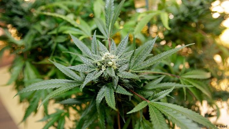 Luxemburgo libera cultivo e consumo de maconha