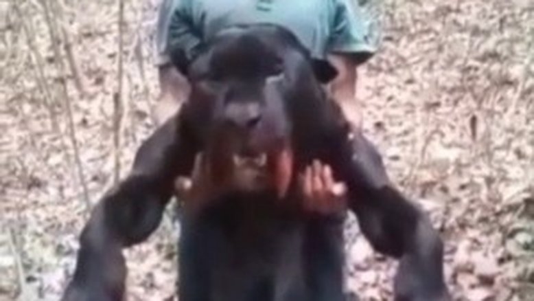 Homem é preso após caçar e matar onça ameaçada de extinção