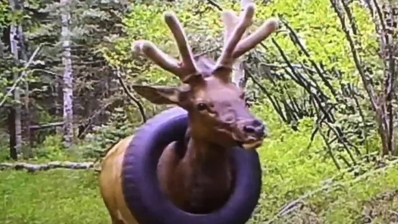 Vídeo: Alce é salvo após ficar com pneu no pescoço por 2 anos