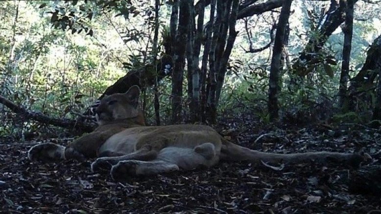 Considerada extinta, onça-parda volta ao Rio de Janeiro após 80 anos