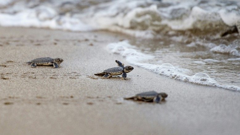Tartarugas recém-nascidas fazem percurso breve e perigoso até o oceano no Panamá