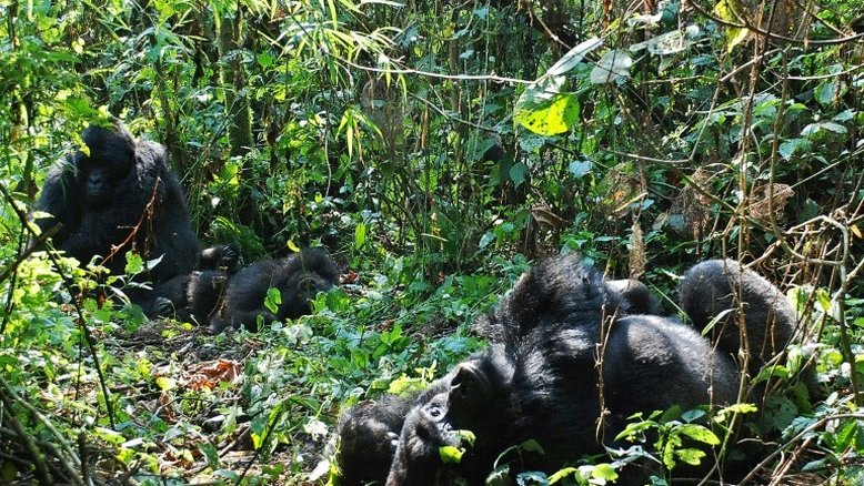 Morre gorila famosa do Parque de Virunga, na República Democrática do Congo