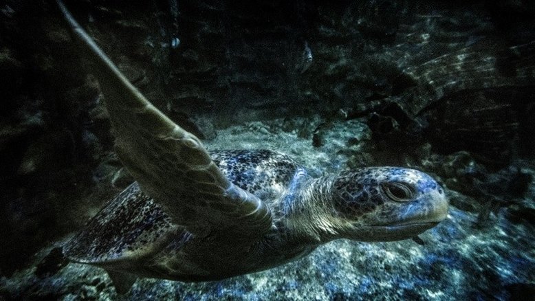 COP15 sobre a biodiversidade, a outra COP essencial para o futuro do planeta