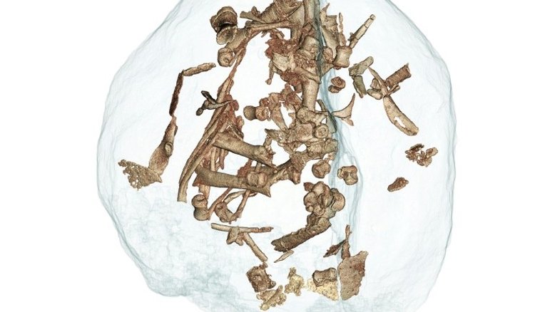 A 'sociabilidade' dos grandes dinossauros os ajudou em sua evolução