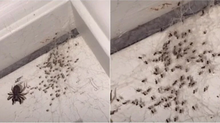 Reprodução/TikTok