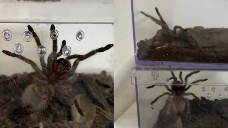 Polícia Federal descobre esquema de tráfico de aranhas pelos Correios