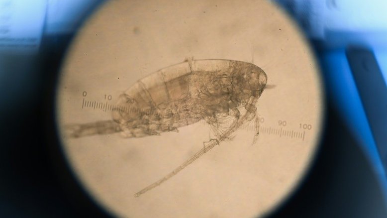 Plâncton, pequenos organismos marinhos com impacto colossal