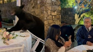 Vídeo: Urso invade casamento, mas convidados ficam tranquilos