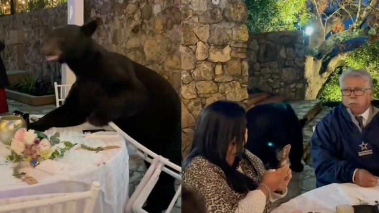 Vídeo: Urso invade casamento, mas convidados ficam tranquilos