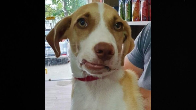AL: Homem é acusado de maus-tratos após quebrar mandíbula de cachorro com socos