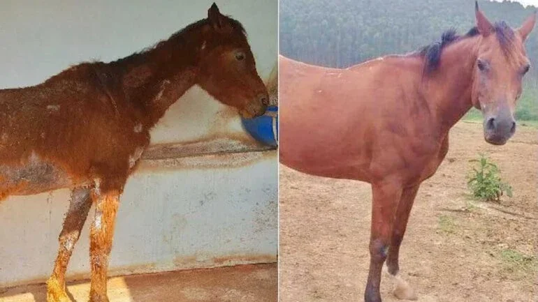 Reprodução/ redes sociais