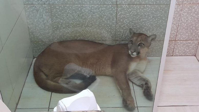Adolescente encontra onça-parda em casa no interior de São Paulo